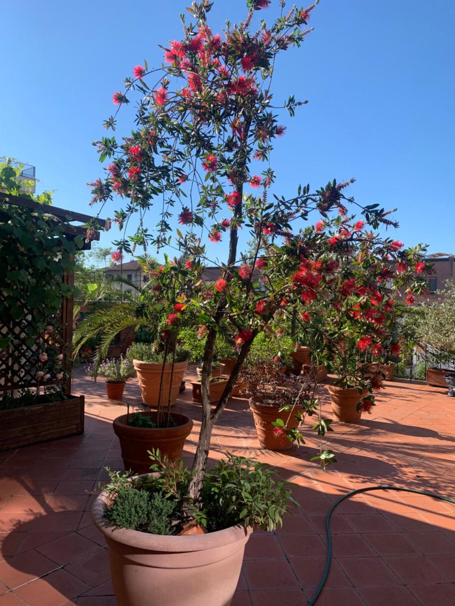 La Terrazza Da Ernestina Apartment Lucca Exterior photo